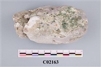 藏品(珊瑚化石)的圖片